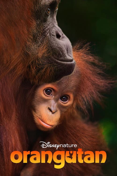 Orangutan